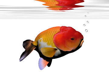 Image showing LION-HEAD GOLDFISH