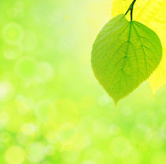 Image showing green leaf