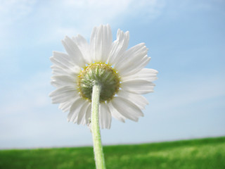 Image showing backside of camomile