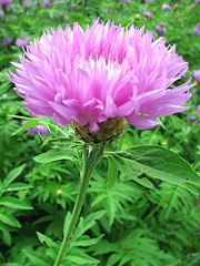 Image showing cornflower