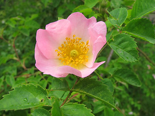 Image showing dog-rose