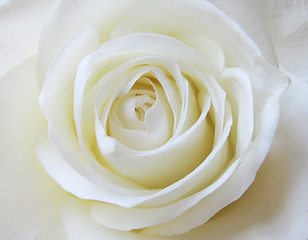 Image showing white rose