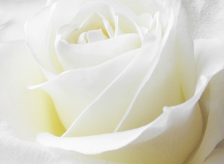 Image showing white rose