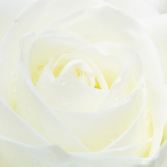 Image showing white rose