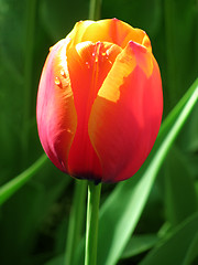 Image showing tulip