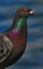 Image showing pidgeon