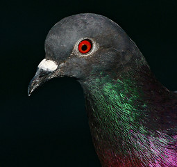 Image showing birdy