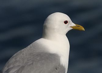 Image showing seagull