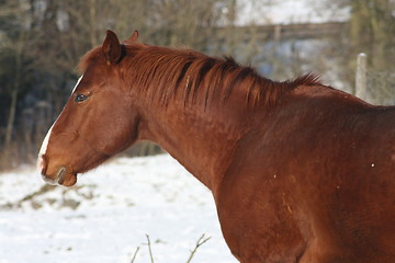 Image showing  brown horse