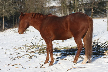 Image showing brown horse