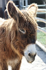 Image showing brown donkey