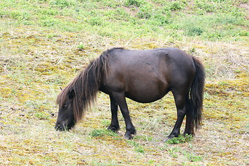 Image showing  black pony