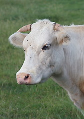 Image showing white cow