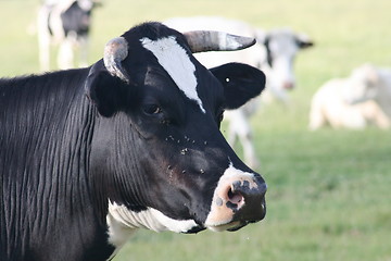 Image showing black cow