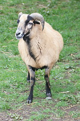 Image showing mouflon