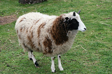 Image showing four horn sheep