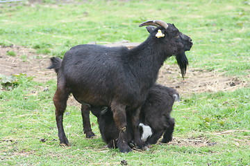 Image showing Black goats