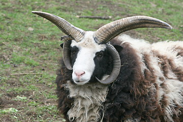 Image showing four-horn ram