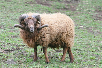 Image showing ram Skudde (Ovis ammon f. Aries)  