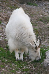 Image showing mountain goat