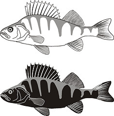 Image showing Perch - illustration of freshwater fish