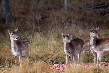 Image showing fallow deers