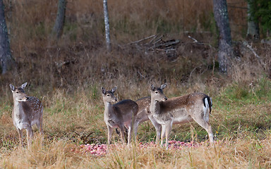 Image showing fallow deers