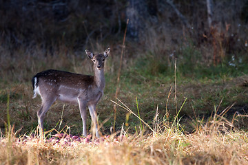 Image showing fallow deer fawn