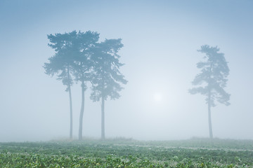 Image showing sun and mist