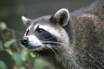 Image showing raccoon