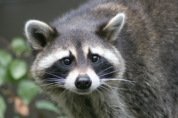 Image showing raccoon