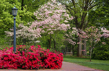 Image showing Spring flowering park