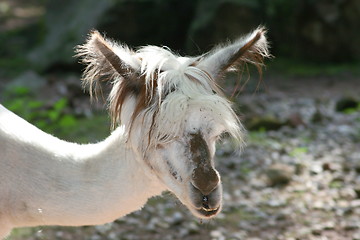 Image showing alpaca (Lama pacos) 