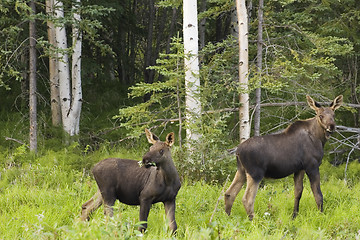 Image showing Moose calfes on alert