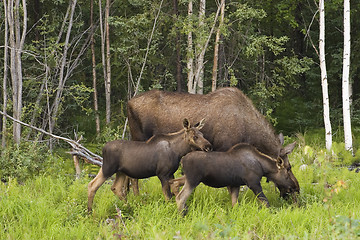 Image showing Moose family