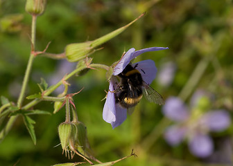 Image showing bee on flower