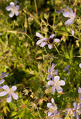 Image showing bee on flower