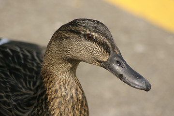 Image showing female mallard