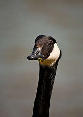 Image showing canada goose