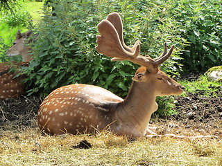 Image showing Fallow deer