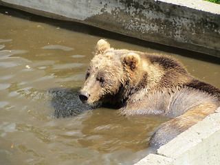 Image showing Bear