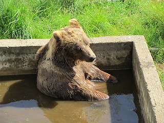 Image showing Bear