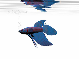 Image showing BLUE BETTA