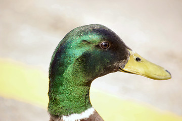 Image showing mallard drake