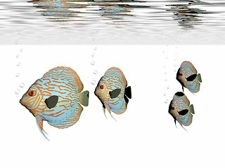Image showing DISCUS FISH