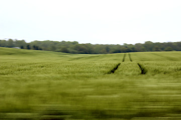 Image showing wheat field blur