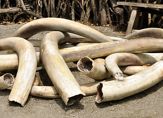 Image showing  Ivory Tusks 