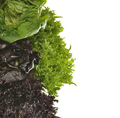 Image showing Fresh Salad Leaves