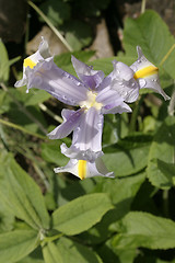 Image showing wet iris from above