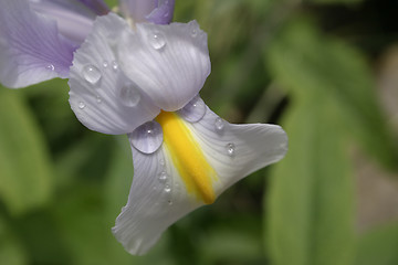 Image showing weeping iris